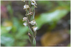 Peristylus plantagineus